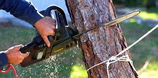Best Hazardous Tree Removal  in Northwest Ithaca, NY
