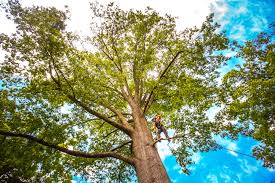Lawn Watering Services in Northwest Ithaca, NY