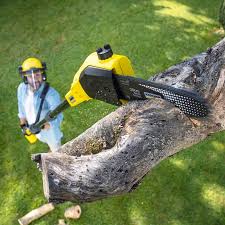 Best Tree Disease Treatment  in Northwest Ithaca, NY