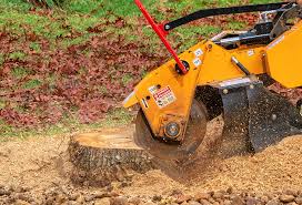 Professional Tree Removal in Northwest Ithaca, NY