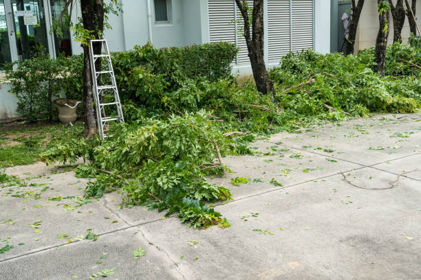 Best Leaf Removal  in Northwest Ithaca, NY