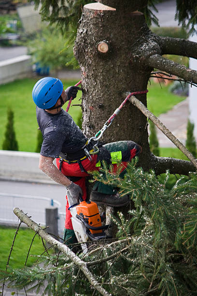 Seasonal Cleanup (Spring/Fall) in Northwest Ithaca, NY