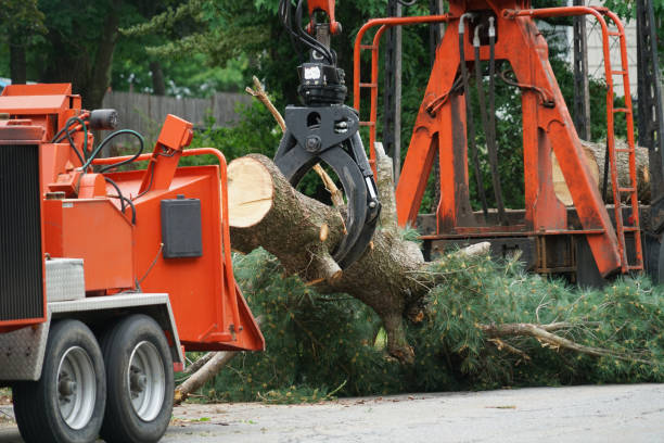 Best Utility Line Clearance  in Northwest Ithaca, NY