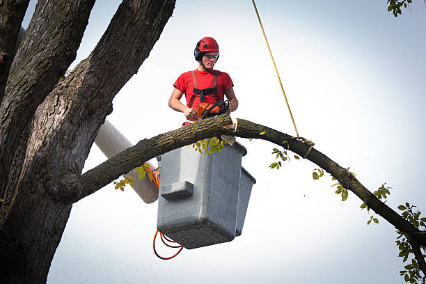Best Stump Grinding and Removal  in Northwest Ithaca, NY