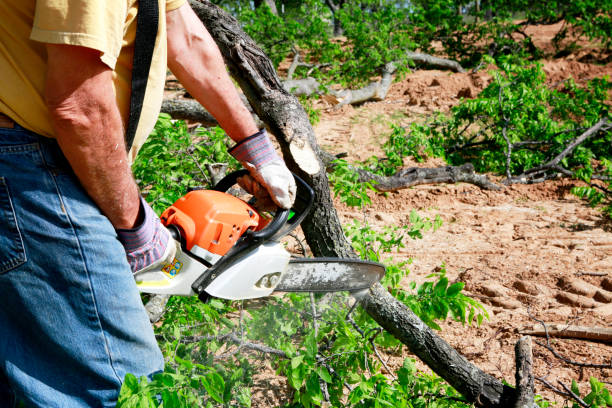 Best Tree Health Inspection  in Northwest Ithaca, NY